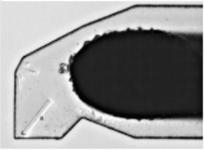 single needle crystal harvested by CrystalDirect - picture extracted from Zander et al. (2016)